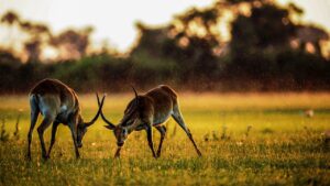 Wildlife Safari Jim Corbett
