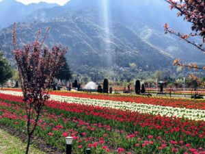 Kashmir Tulip Garden in Spring
